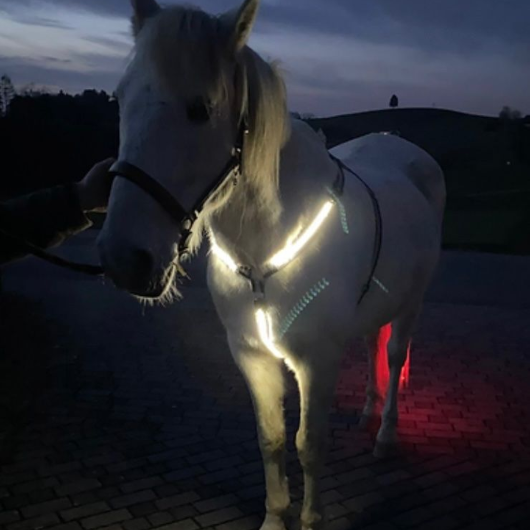 Harness LED for Horses White