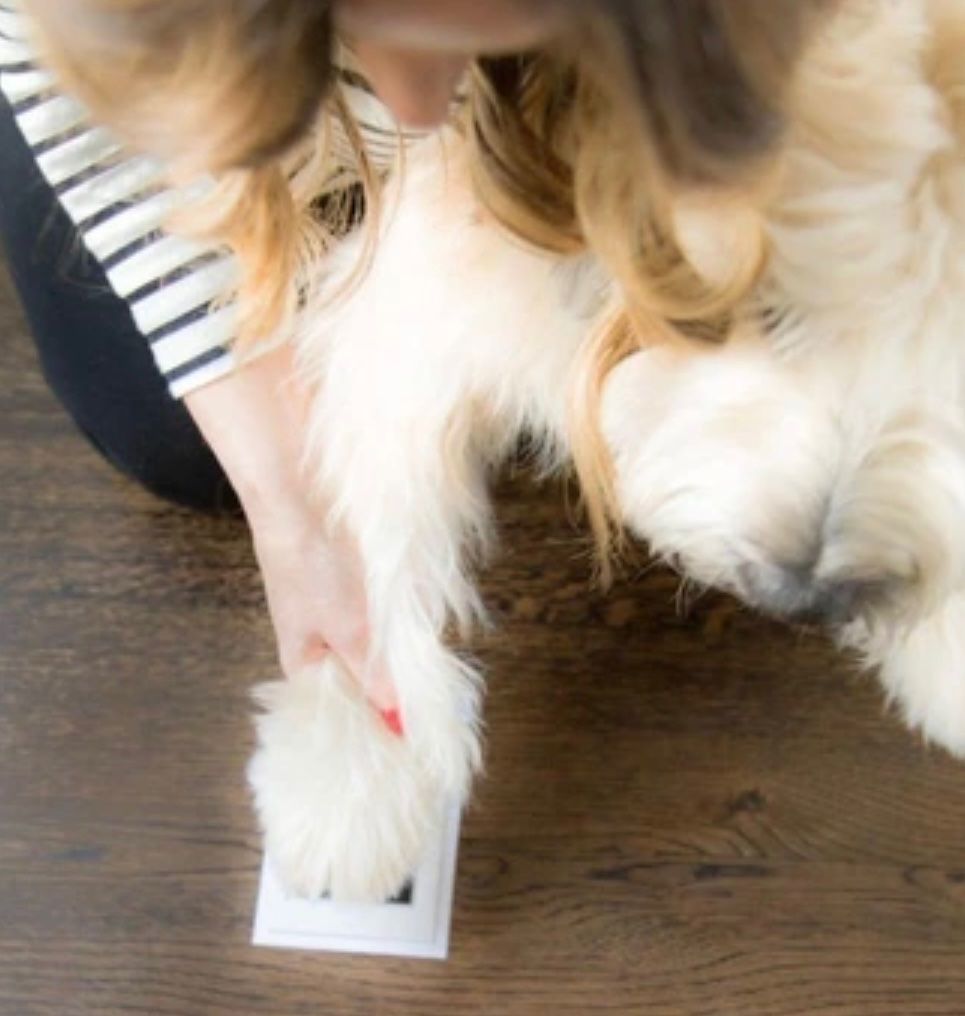 ink pad for hand, foot or paw prints